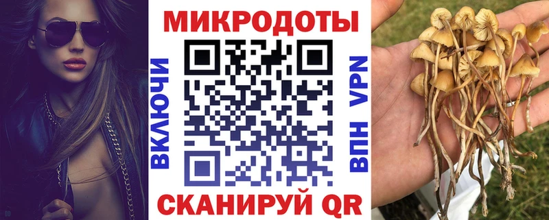 наркотики Аргун Псилоцибиновые грибы Cubensis